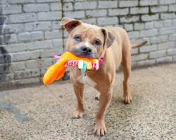 Shelter Stray Male Dog last seen Near Randall Avenue, BRONX, NY, 10473, New York, NY 10029