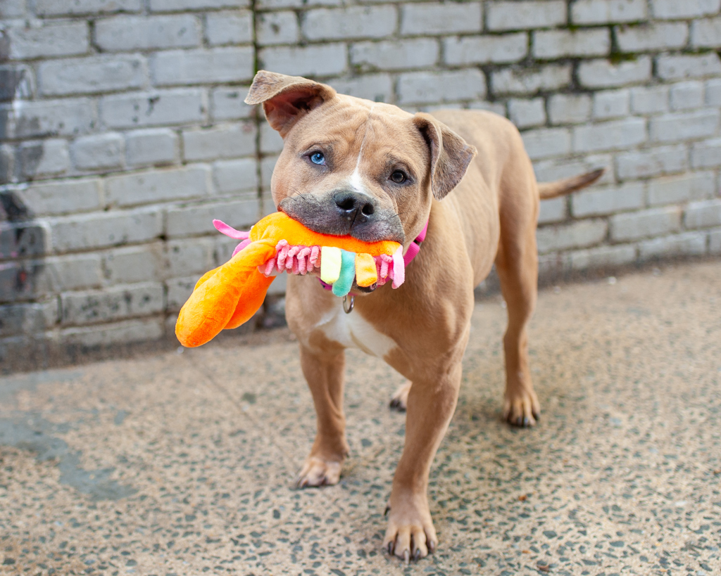 Shelter Stray Male Dog last seen Near Randall Avenue, BRONX, NY, 10473, New York, NY 10029
