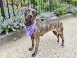 Shelter Stray Female Dog last seen Cross Bronx Expressway, BRONX, NY, 10472, New York, NY 10029