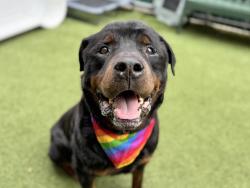 Shelter Stray Male Dog last seen Near Brooklyn Avenue, BROOKLYN, NY, 11210, New York, NY 10029