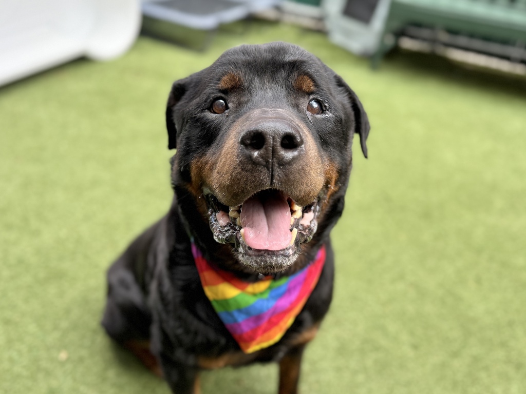 Shelter Stray Male Dog last seen Near Brooklyn Avenue, BROOKLYN, NY, 11210, New York, NY 10029