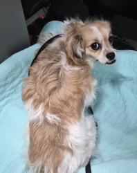 Shelter Stray Female Dog last seen Near E 110 Street, NEW YORK, NY, 10029, New York, NY 10029