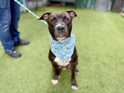 Shelter Stray Male Dog last seen Near Longwood Avenue, BRONX, NY, 10459, New York, NY 10029