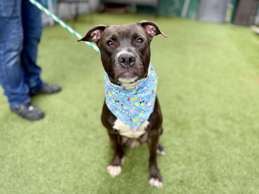 Shelter Stray Male Dog last seen Near Longwood Avenue, BRONX, NY, 10459, New York, NY 10029