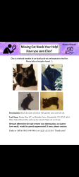 Lost Female Cat last seen Miser station road , Friendsville, TN 37737
