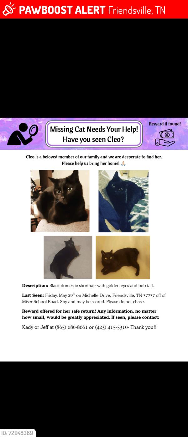 Lost Female Cat last seen Miser station road , Friendsville, TN 37737