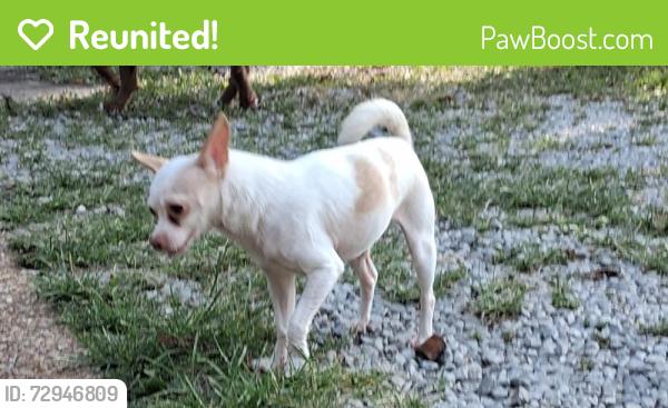 Reunited Female Dog last seen Pernod Ave and Hereford , St. Louis, MO 63139