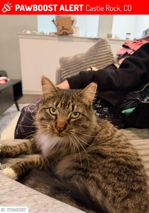 Lost Male Cat last seen CVS, Castle Rock, CO 80109