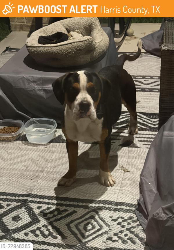 Found/Stray Male Dog last seen Jack rd and Katy Hockley , Harris County, TX 77433