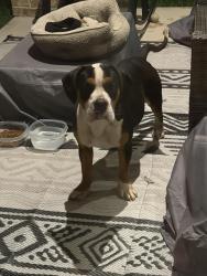 Found/Stray Male Dog last seen Jack rd and Katy Hockley , Harris County, TX 77433