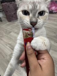 Reunited Female Cat last seen choruses near Dairy Queen , Galena Park, TX 77547