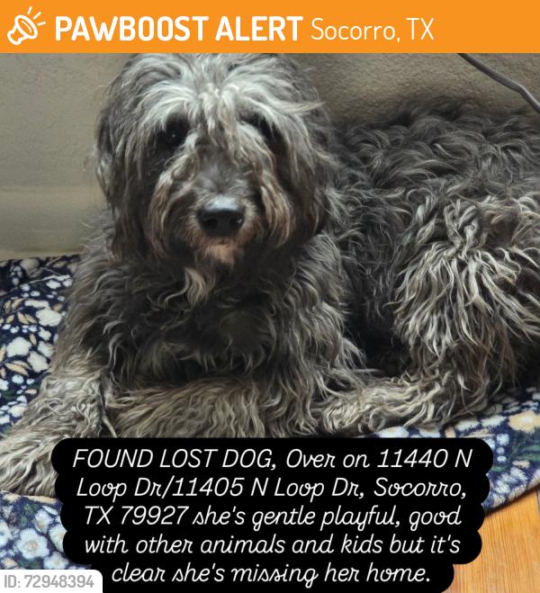 Found/Stray Female Dog last seen Near North Loop, Socorro, TX 79927 , Socorro, TX 79927