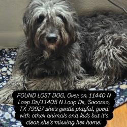 Found/Stray Female Dog last seen Near North Loop, Socorro, TX 79927 , Socorro, TX 79927