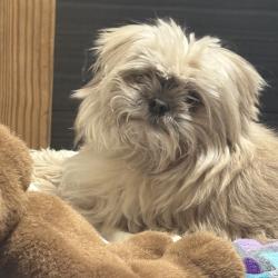 Reunited Male Dog last seen Near S Central Park Ave, Chicago, IL 60623, USA, Chicago, IL 60623
