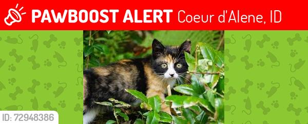 Lost Female Cat last seen government and appleway, Coeur d'Alene, ID 83815