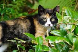 Lost Female Cat last seen government and appleway, Coeur d'Alene, ID 83815