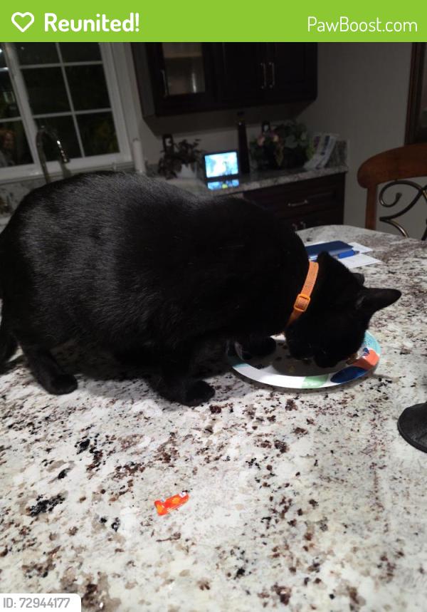 Reunited Female Cat last seen Segerstrom and Griset place, Santa Ana, CA 92704