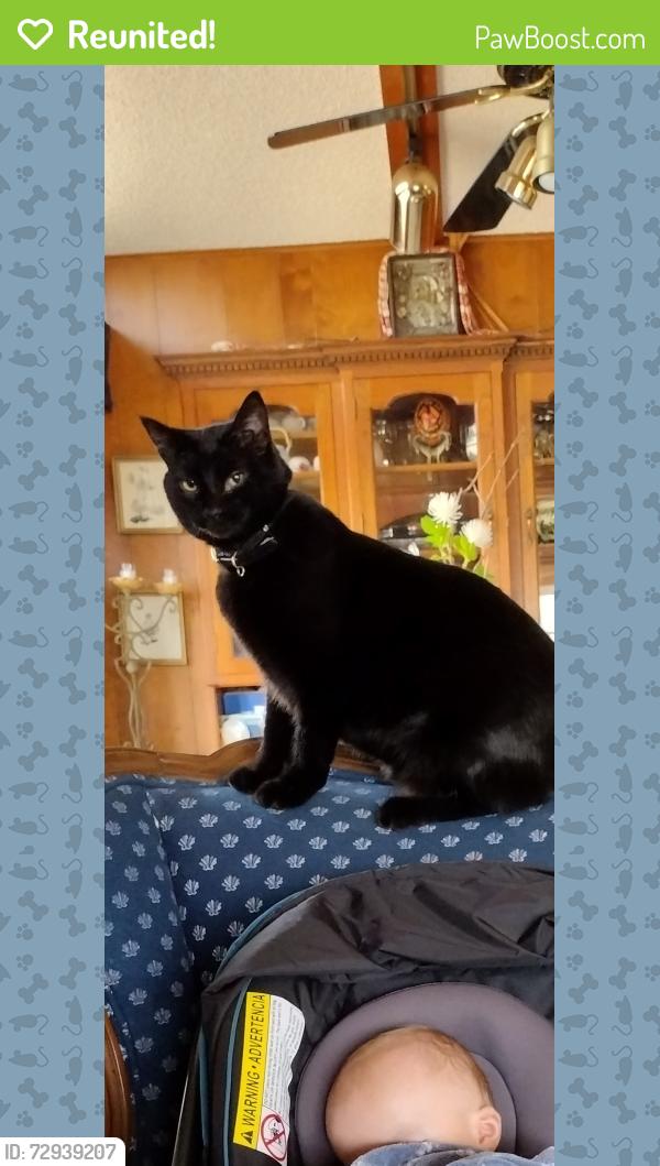 Reunited Female Cat last seen Stinson, Columbia heights , Minneapolis, MN 55421