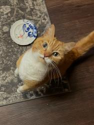 Reunited Male Cat last seen Clover Creek Subdivision, Boise, ID 83713
