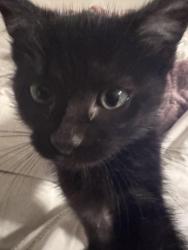 Lost Female Cat last seen Chase hill blvd, San Antonio, TX 78256
