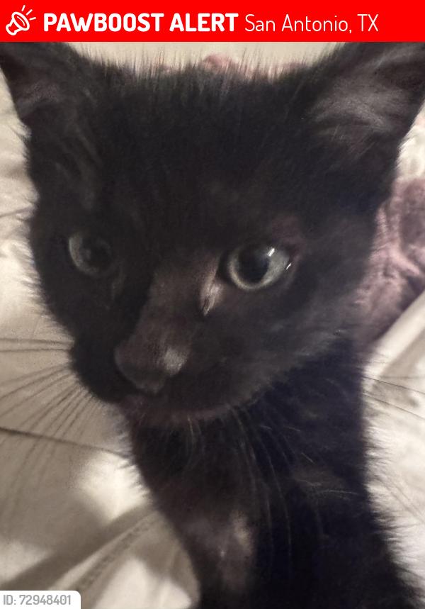 Lost Female Cat last seen Chase hill blvd, San Antonio, TX 78256