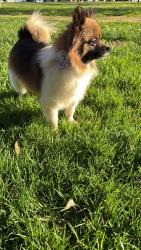 Lost Male Dog last seen Bell st, Sacramento, CA 95825
