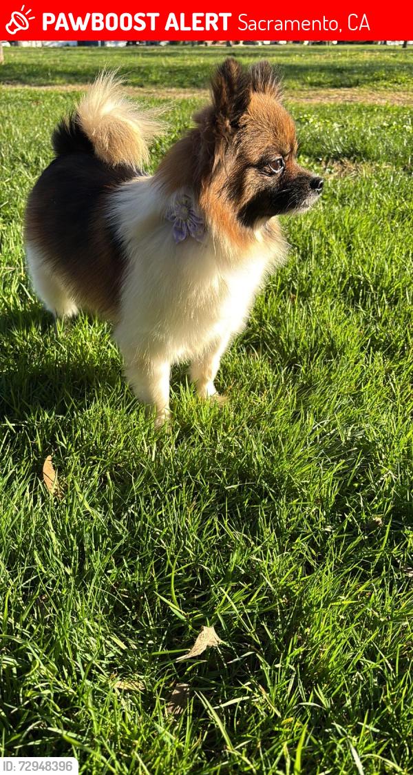 Lost Male Dog last seen Bell st, Sacramento, CA 95825