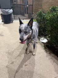 Found/Stray Male Dog last seen Buffalo Wild Wings on 41st, Tulsa, OK 74135