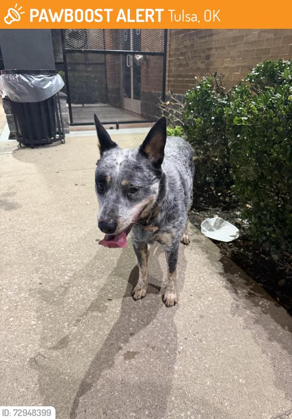 Found/Stray Male Dog last seen Buffalo Wild Wings on 41st, Tulsa, OK 74135