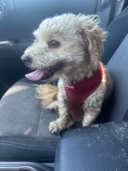 Reunited Male Dog last seen Near Oxford Ave, Hawthorne, CA 90250, USA, Hawthorne, CA 90250