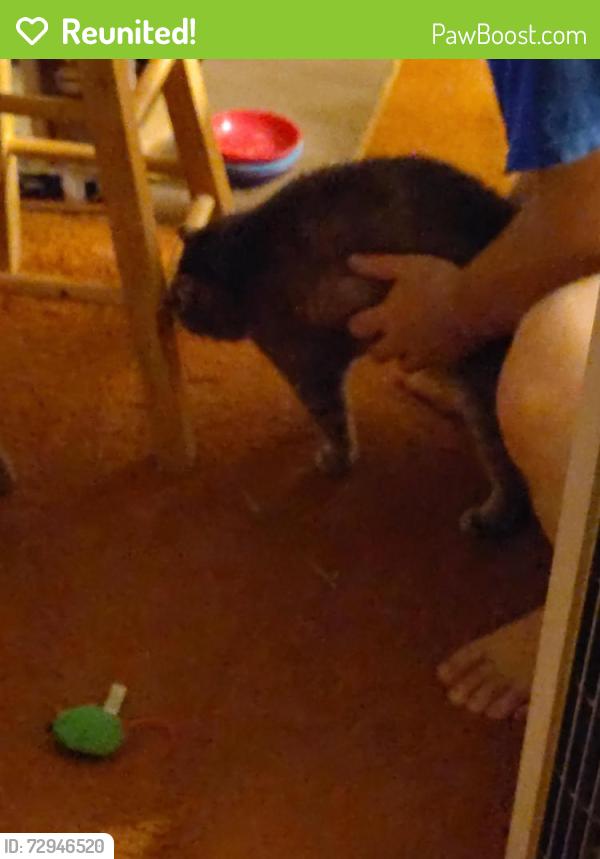 Reunited Female Cat last seen 1922's backyard into forested hill., Rochester, MN 55904