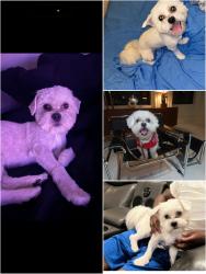 Lost Male Dog last seen 87th & Morgan, Chicago, IL 60620