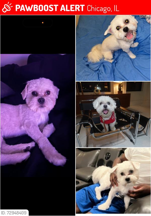 Lost Male Dog last seen 87th & Morgan, Chicago, IL 60620