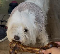 Reunited Female Dog last seen West avenue and Edison st. , San Antonio, TX 78201