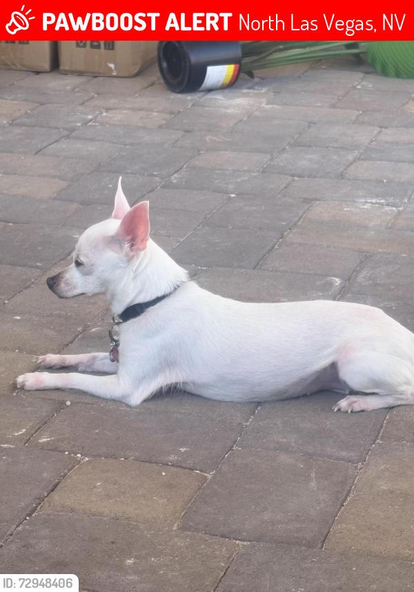 Lost Female Dog last seen Phoenix falls street & Turner cove ct , North Las Vegas, NV 89084