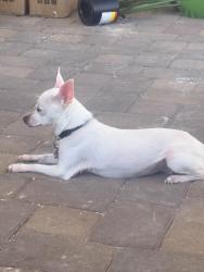 Lost Female Dog last seen Phoenix falls street & Turner cove ct , North Las Vegas, NV 89084