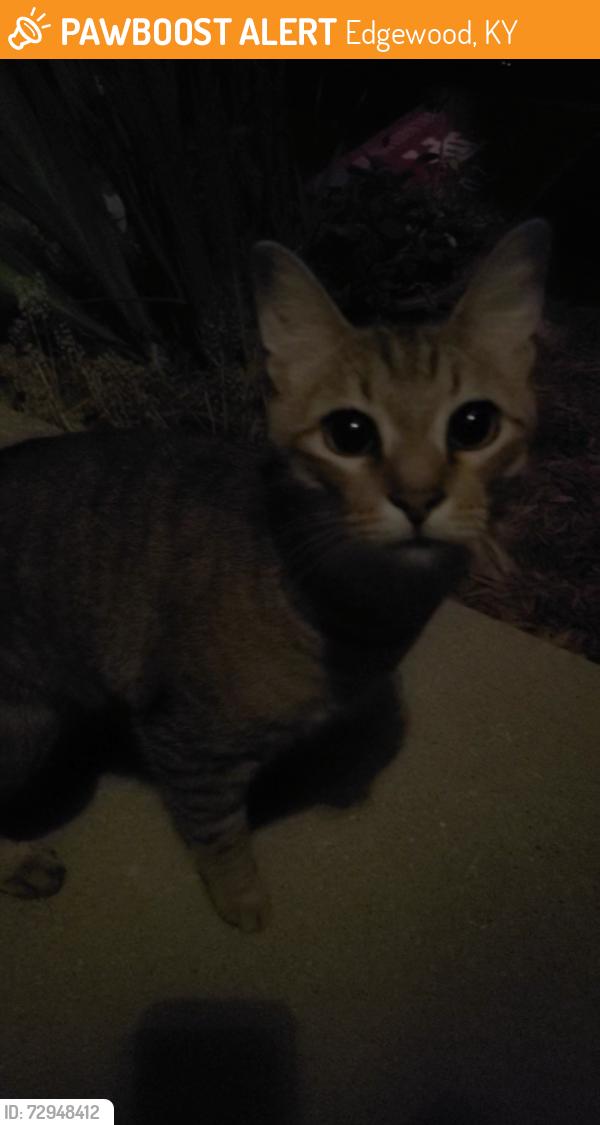 Found/Stray Unknown Cat last seen Magnolia Ct, Edgewood, KY 41017