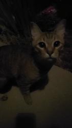 Found/Stray Unknown Cat last seen Magnolia Ct, Edgewood, KY 41017
