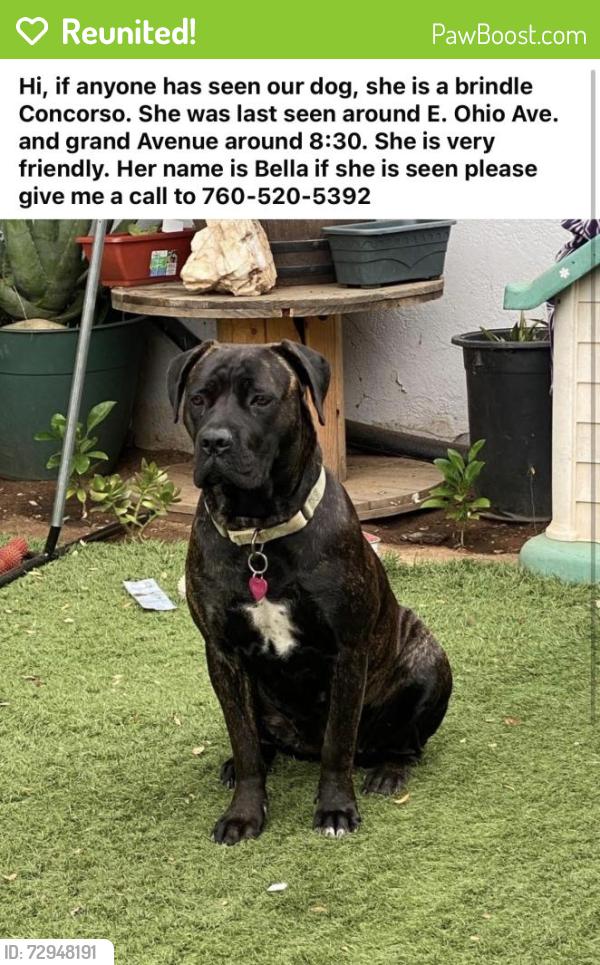 Reunited Female Dog last seen East Ohio Ave , Escondido, CA 92027