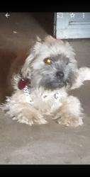 Lost Female Dog last seen Near White st Anderson sc , Anderson, SC 29624