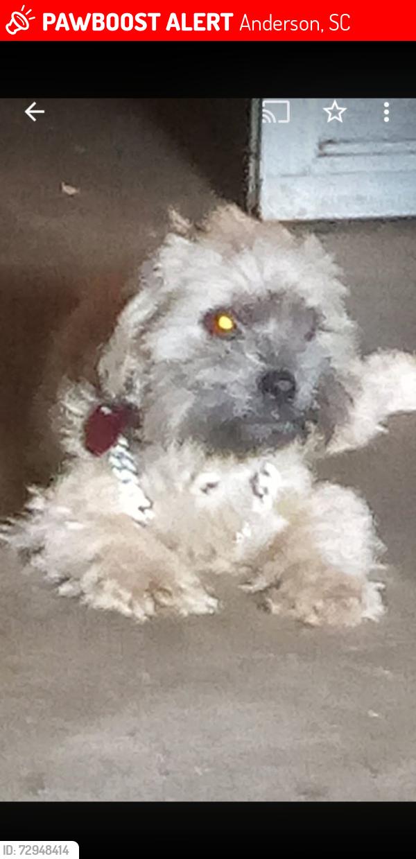 Lost Female Dog last seen Near White st Anderson sc , Anderson, SC 29624