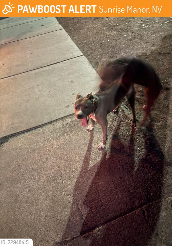 Found/Stray Male Dog last seen Sahara and sloan, Sunrise Manor, NV 89142