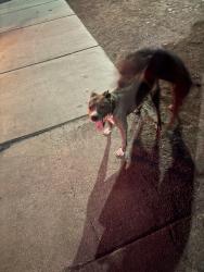 Found/Stray Male Dog last seen Sahara and sloan, Sunrise Manor, NV 89142