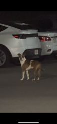 Found/Stray Unknown Dog last seen Strahle st, Philadelphia, PA 19152