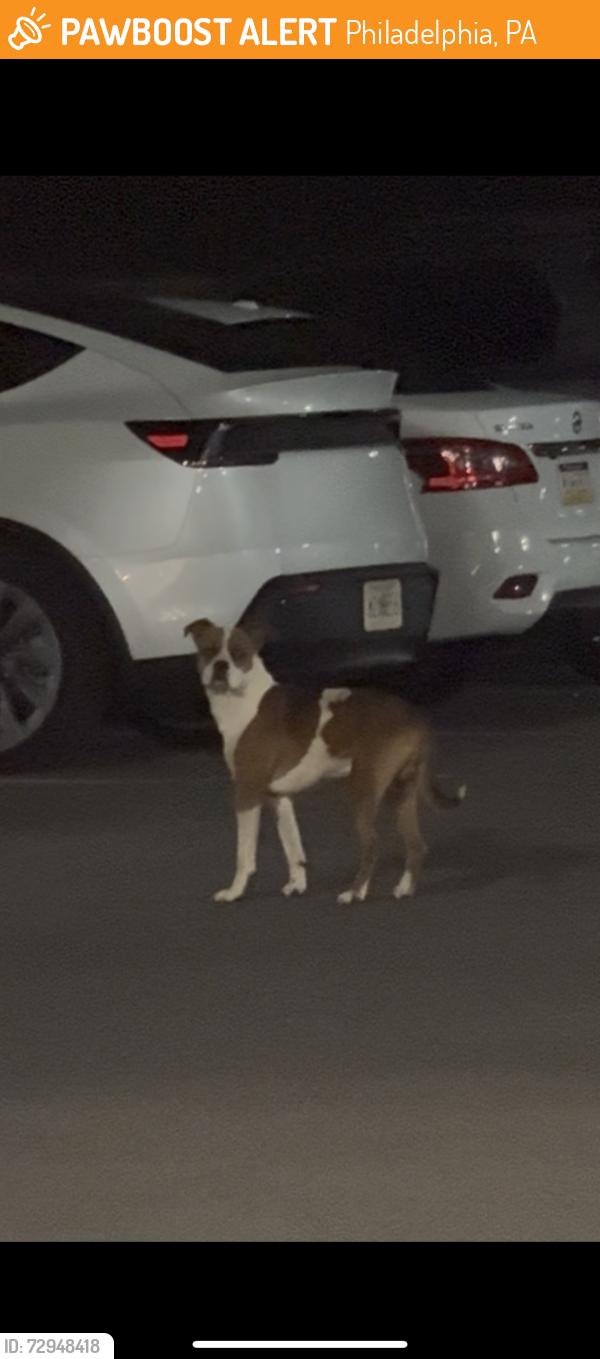 Found/Stray Unknown Dog last seen Strahle st, Philadelphia, PA 19152