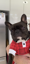 Lost Male Dog last seen Pringle Road , Plumpton, NSW 2761