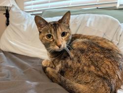 Reunited Female Cat last seen Tyler/Kellogg, Wichita, KS 67209