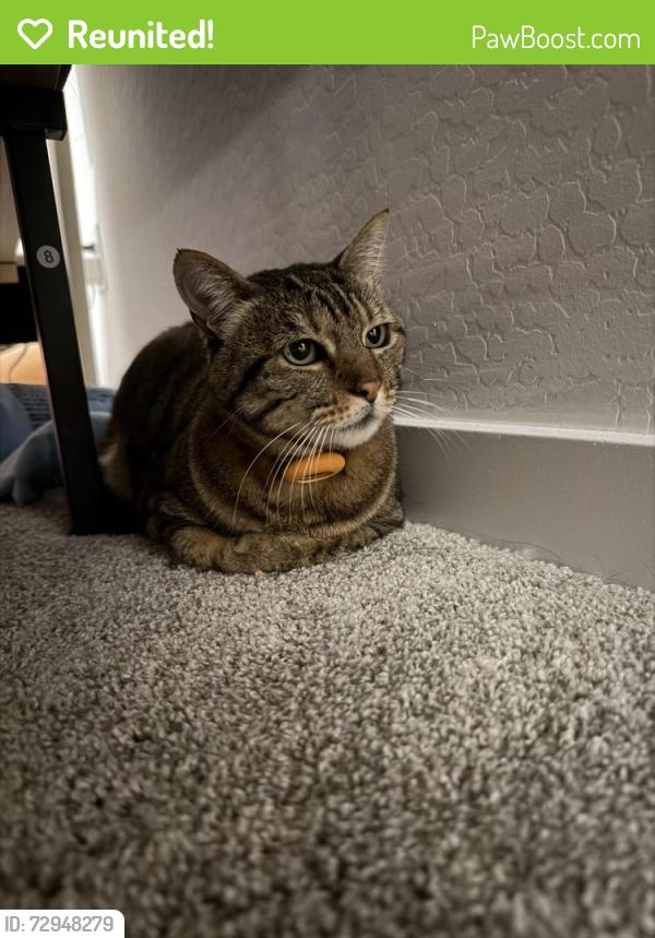 Reunited Unknown Cat last seen Eastmark , Mesa, AZ 85212