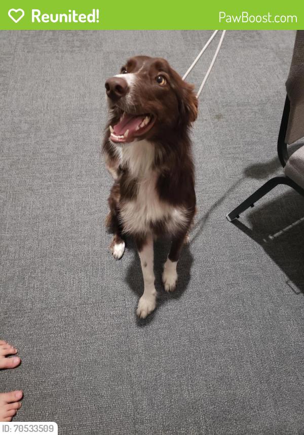 Reunited Female Dog last seen Bait Oaks Drive South Colony , The Colony, TX 75056
