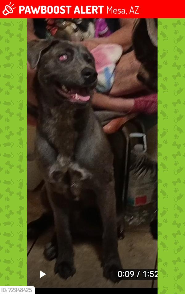 Lost Female Dog last seen Mesa drive , Mesa, AZ 85204